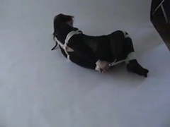 ChiliMovies presents: Hogtied in catsuit